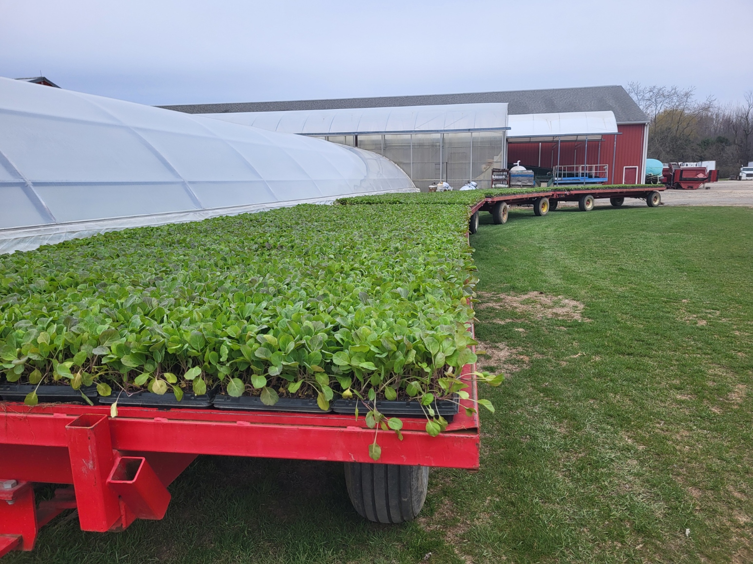 A long, red trailer filled with trays of cabbage transplants, with a hoop house and red bard in the background.